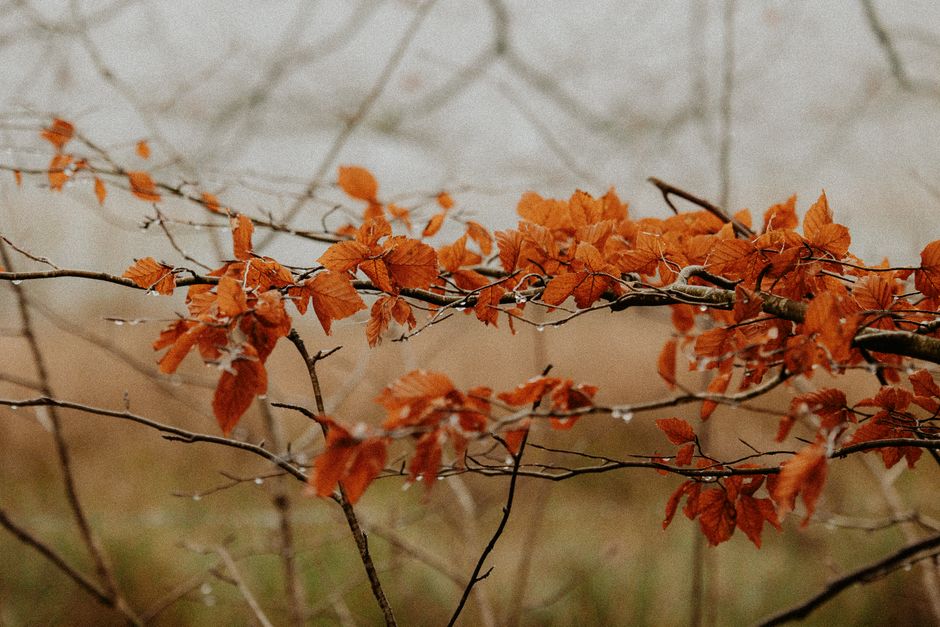 Rij herfstbladeren met kleurenovergang van pastel.