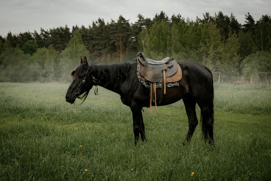 Interieur met paardenpatroon gordijnen, warme sfeer.